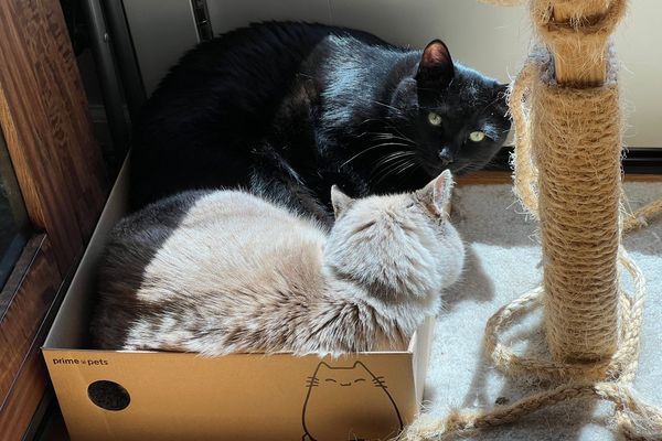 Превью: Мечтатели