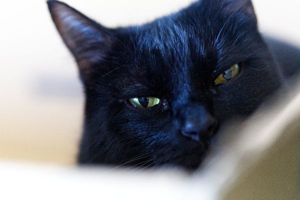 Чёрный бархат