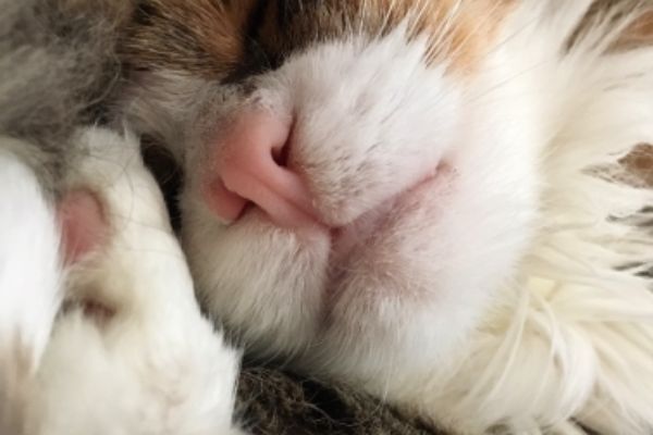 Превью: Королевский двор