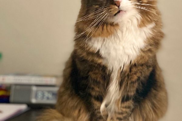 Ваше величество