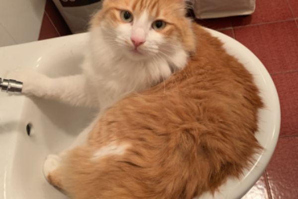 Кот в раковине