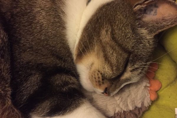 Сонный клубочек