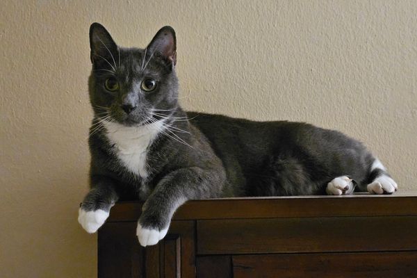 Хозяин высоты