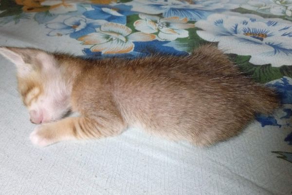 Рыжий малыш