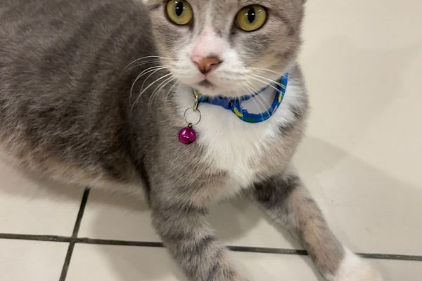 Модница с колокольчиком