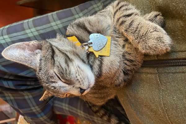 Спящий путешественник