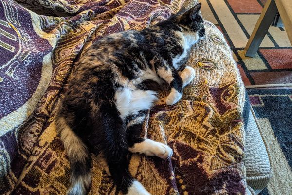 Трёхцветный клубочек