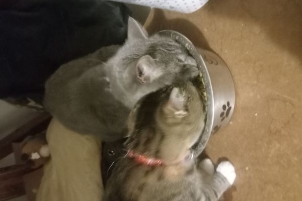 Превью: Пушистые тайны