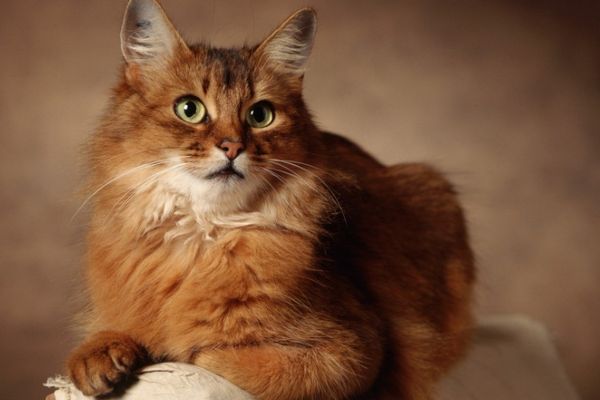 Рыжий аристократ