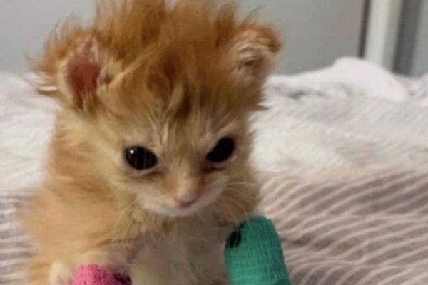 Маленький боец