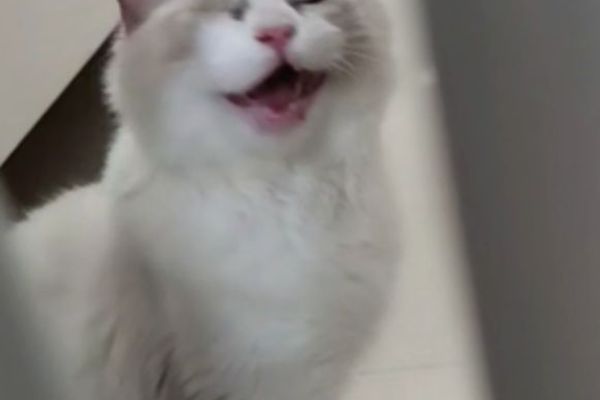 Громкий певец