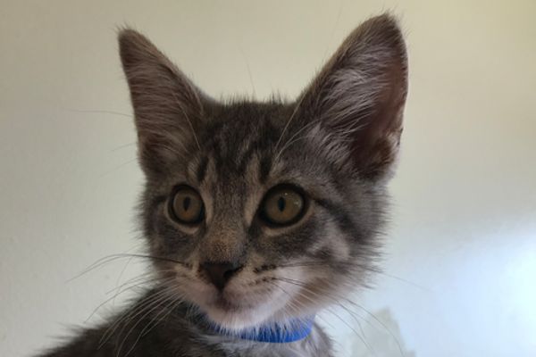 Серый котёнок