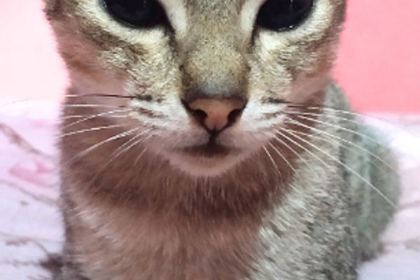 Загадочный взгляд