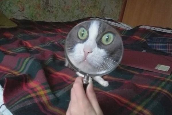 Мохнатый детектив