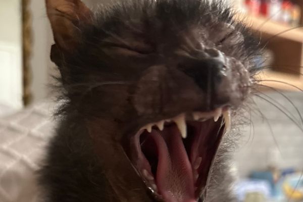 Грозный зевок