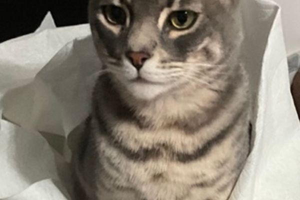 Подарочный котик