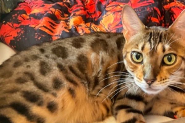 Превью: Сладкие сны