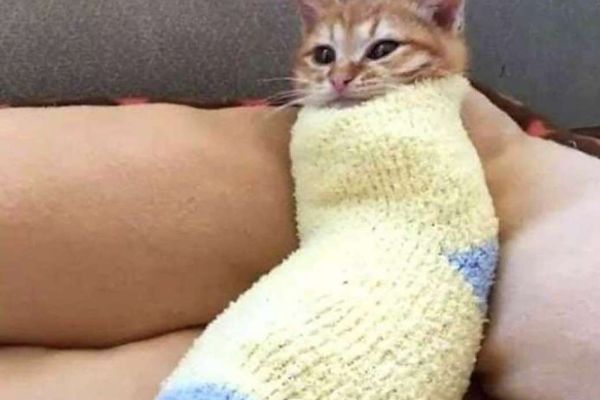 Котёнок в носочке