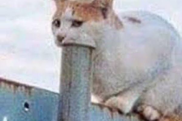 Хозяин забора