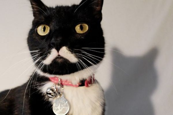 Элегантный смокинг