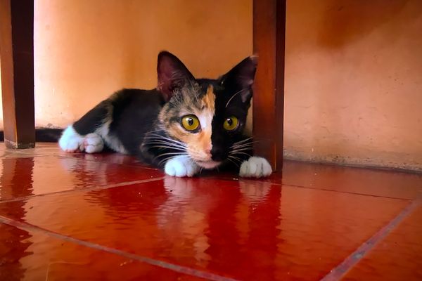 Превью: Ночные бродяги