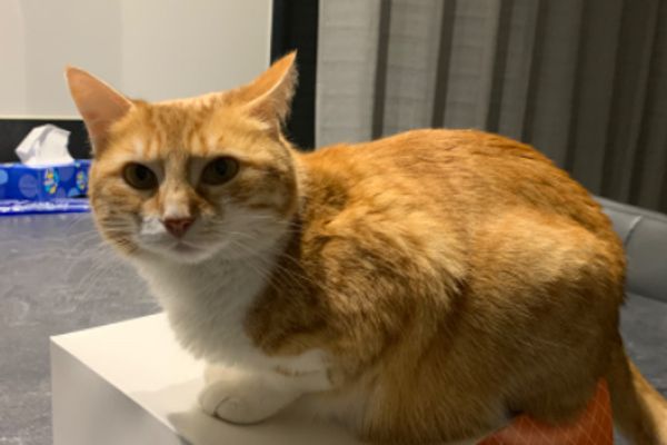 Рыжий красавец